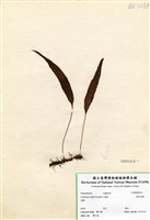 藏品(恩氏茀蕨)的圖片